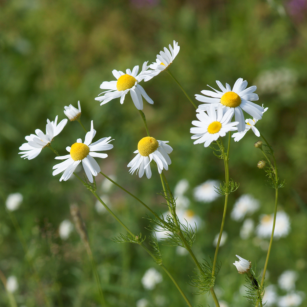 Chamomile